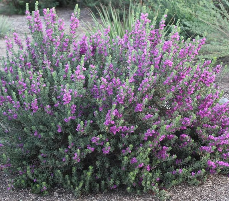 Texas Sage With Its Vibrant Purple Blooms