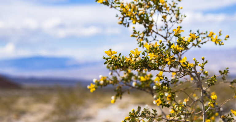 Shrubs That Handle Arizona Heat Without Constant Watering