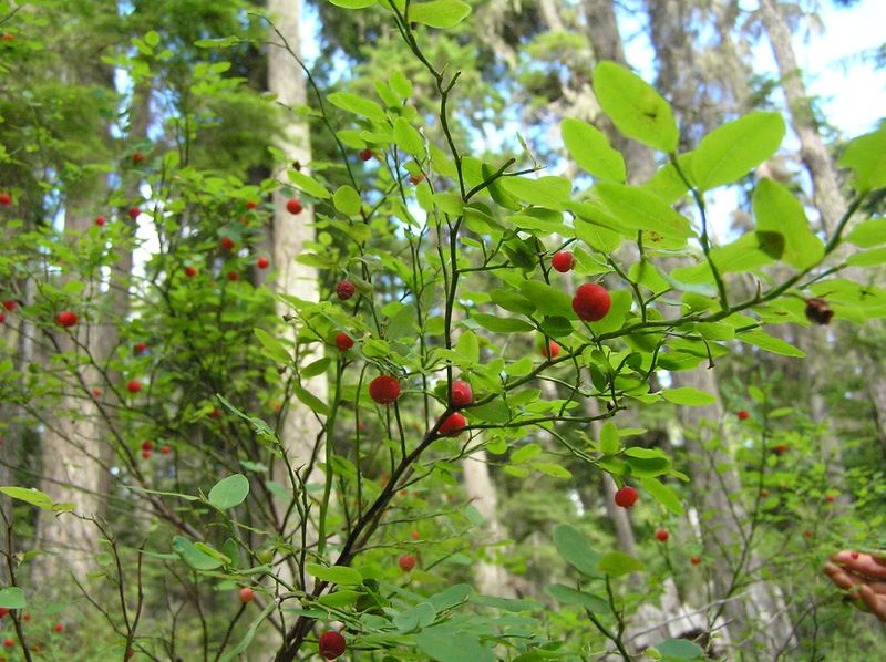 Red Huckleberry Bursting With Color And Wildlife Fun