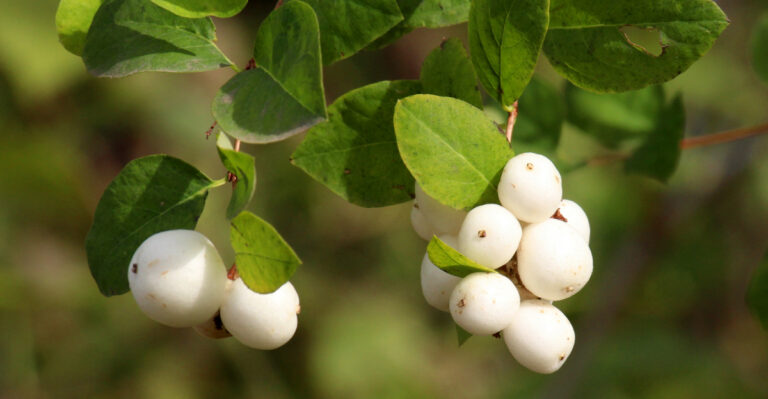 Shrubs That Love Western Oregon Weather And Require Little Care