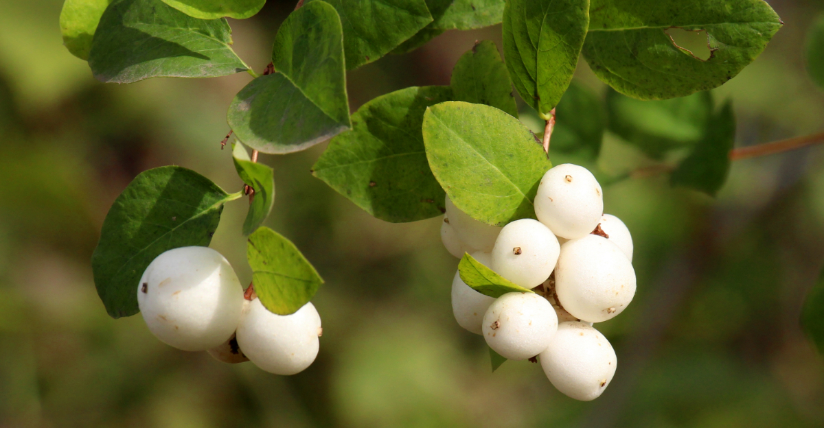 Shrubs That Love Western Oregon Weather And Require Little Care