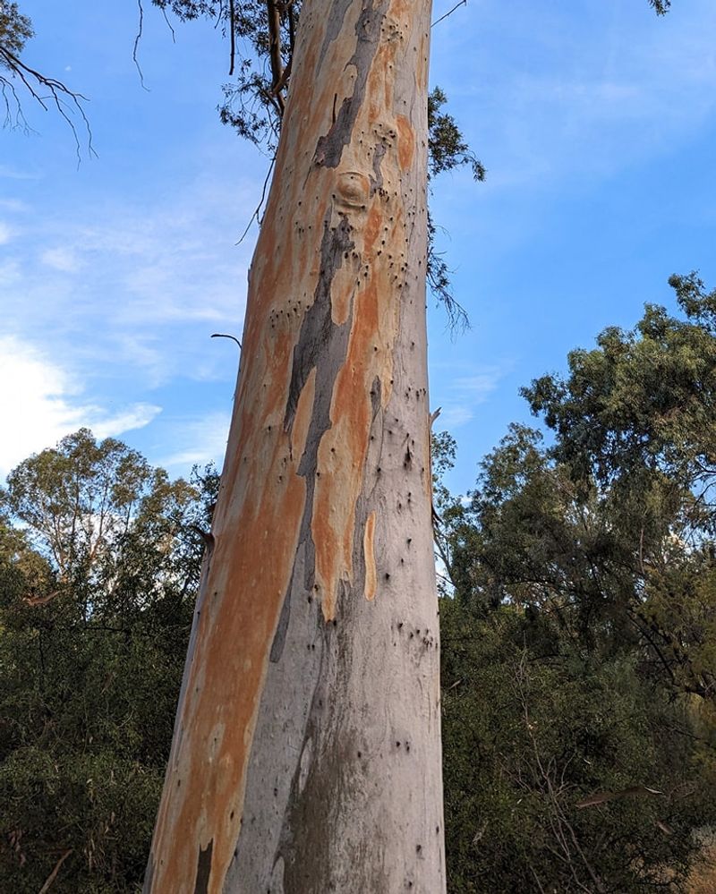 Eucalyptus Drops Limbs And Raises Fire Risk