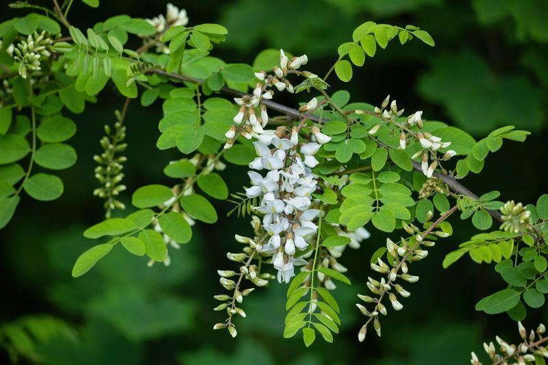 Black Locust 