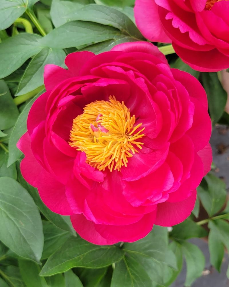 Peonies Thrive In Long Cold Winters