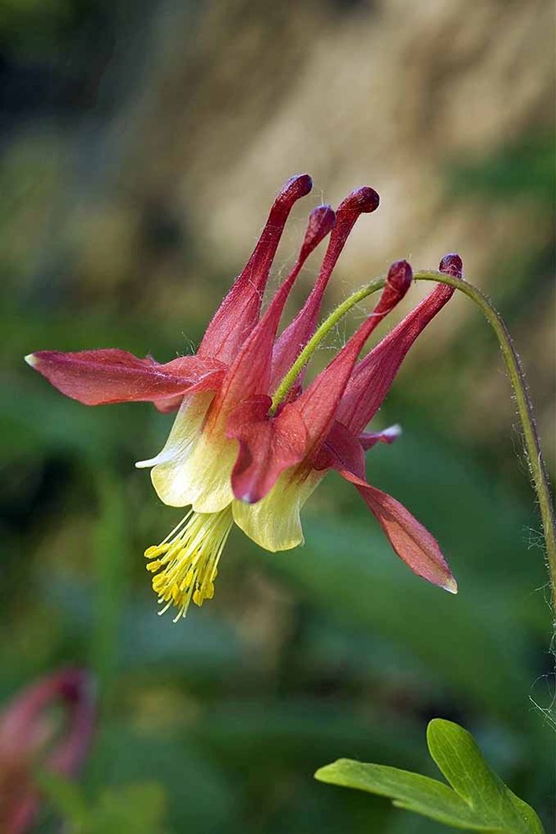 Columbine Blooms From Overwintered Stems
