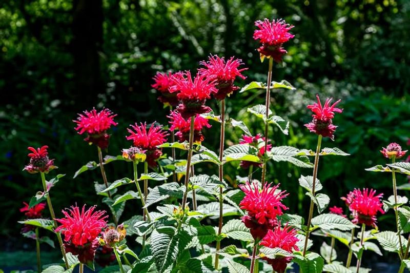 Bee Balm