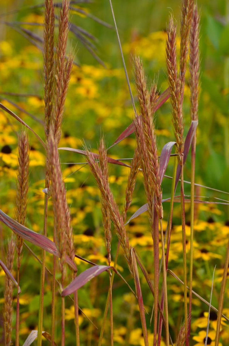 Virginia Wild Rye Handles Shade And Heavier Soils Well