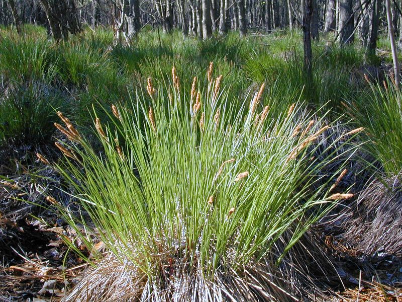 Tussock Sedge Works Beautifully In Wet Areas