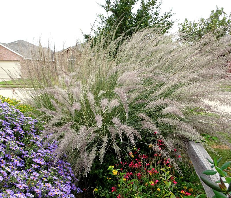 Lindheimer's Muhly Grows Well In Hot Dry Climates With Little Care
