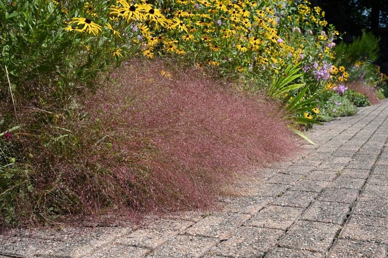 Purple Lovegrass Creates Seed And Shelter For Birds