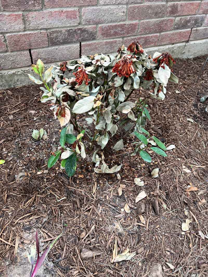 Too Much Pruning Can Cost You Plenty Of Blooms