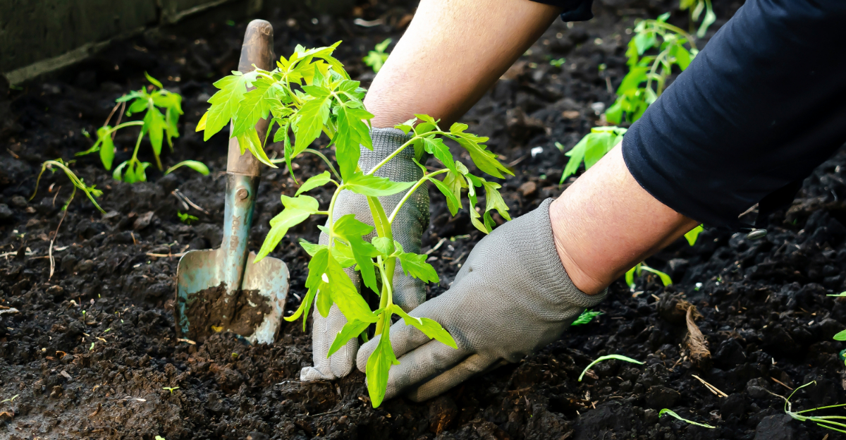 Signs A Plant Is Safe To Transplant In Early Spring In Florida