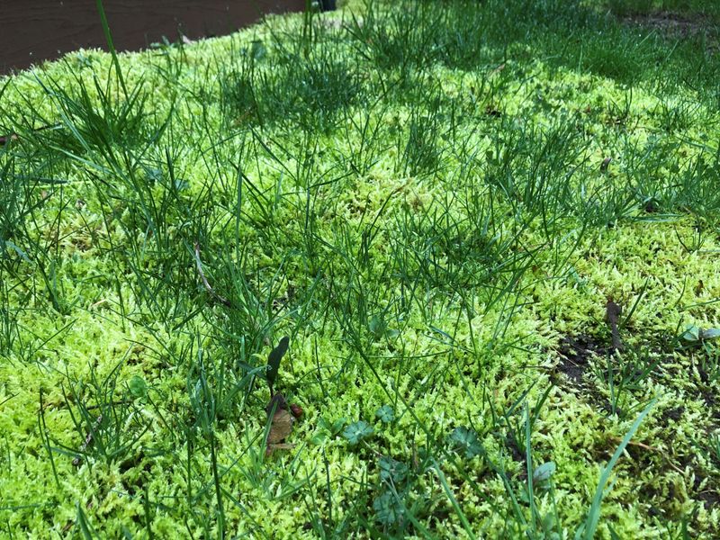 When Moss Indicates Underlying Lawn Problems