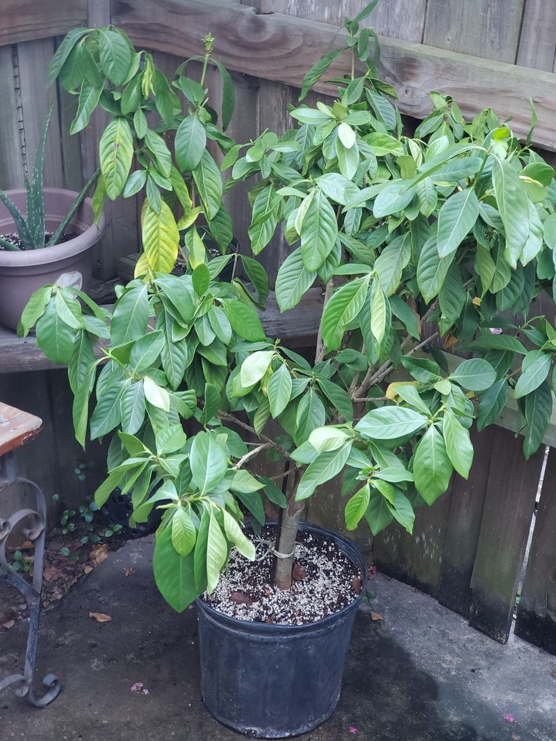 How To Fix Watering Habits