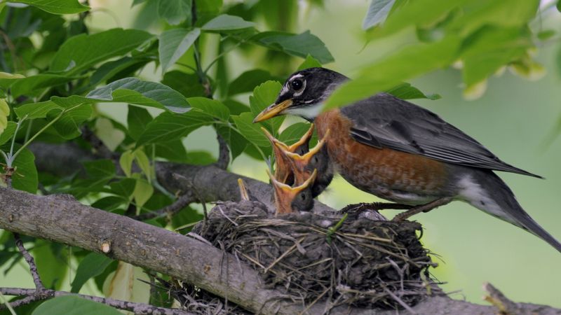 How Early Nesting Can Affect Garden Plants And Landscaping