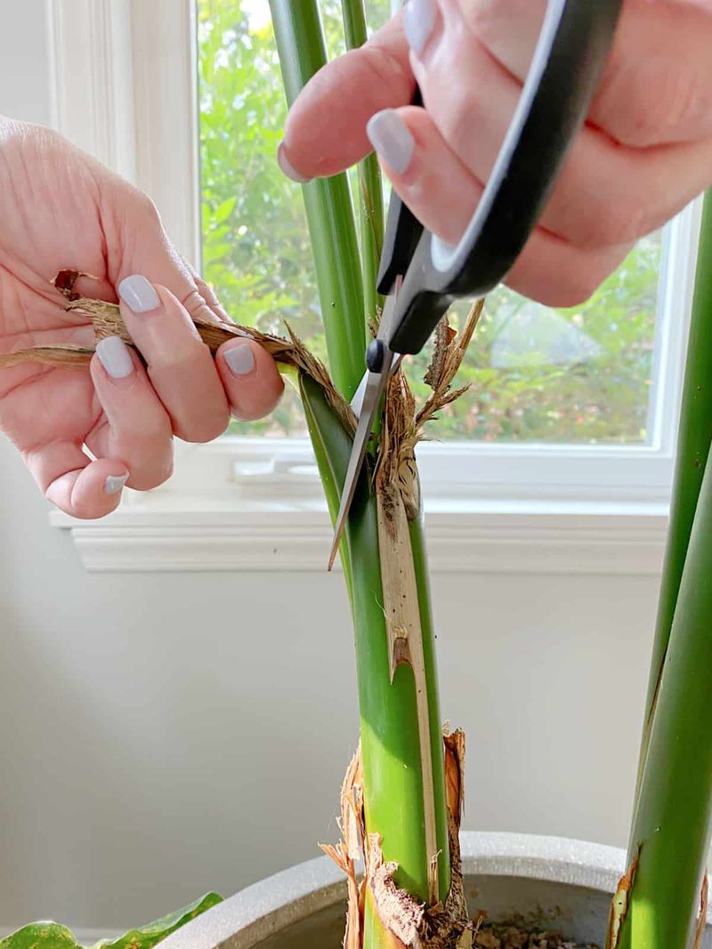 How To Prune Bird Of Paradise Properly?