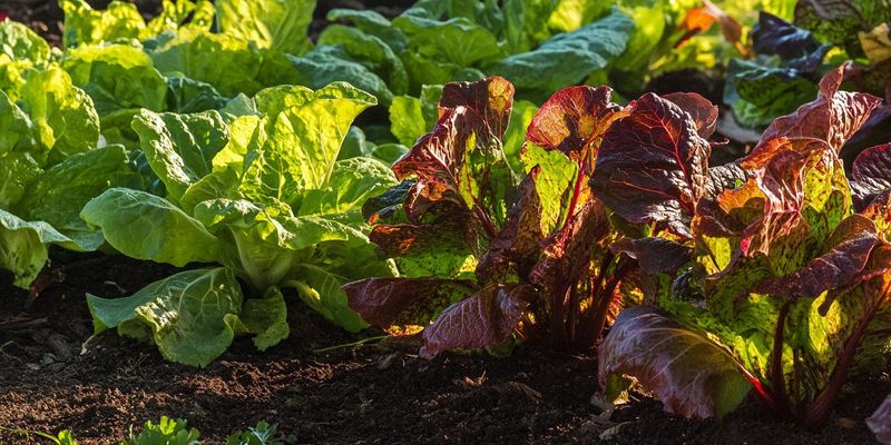 Common Crops Affected By Low Calcium