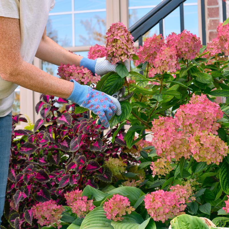 Care Tips After Pruning Hydrangeas