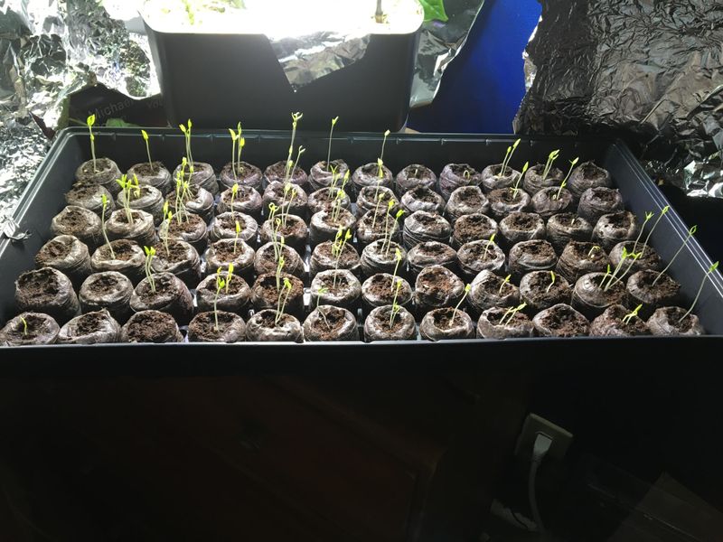 Troubleshooting Common Indoor Growing Challenges In Michigan