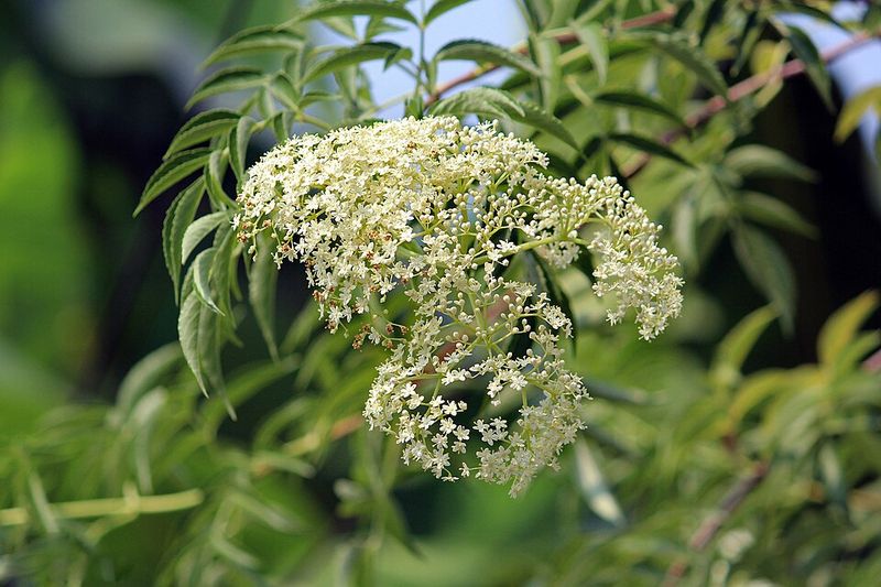 American Elderberry Attracts Pollinators And Supports Birds With Berries