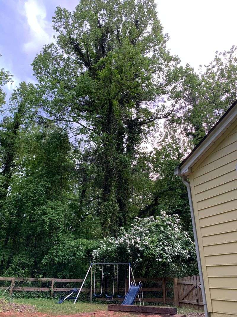 Poplars And Cottonwoods