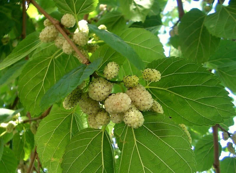 White Mulberry (Morus Alba)