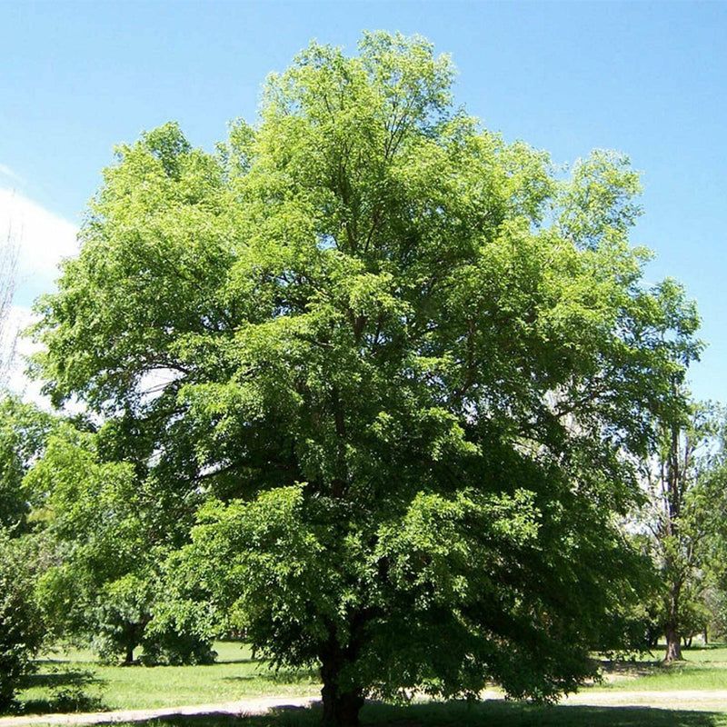 Siberian Elm Self Seeds And Grows Unpredictably