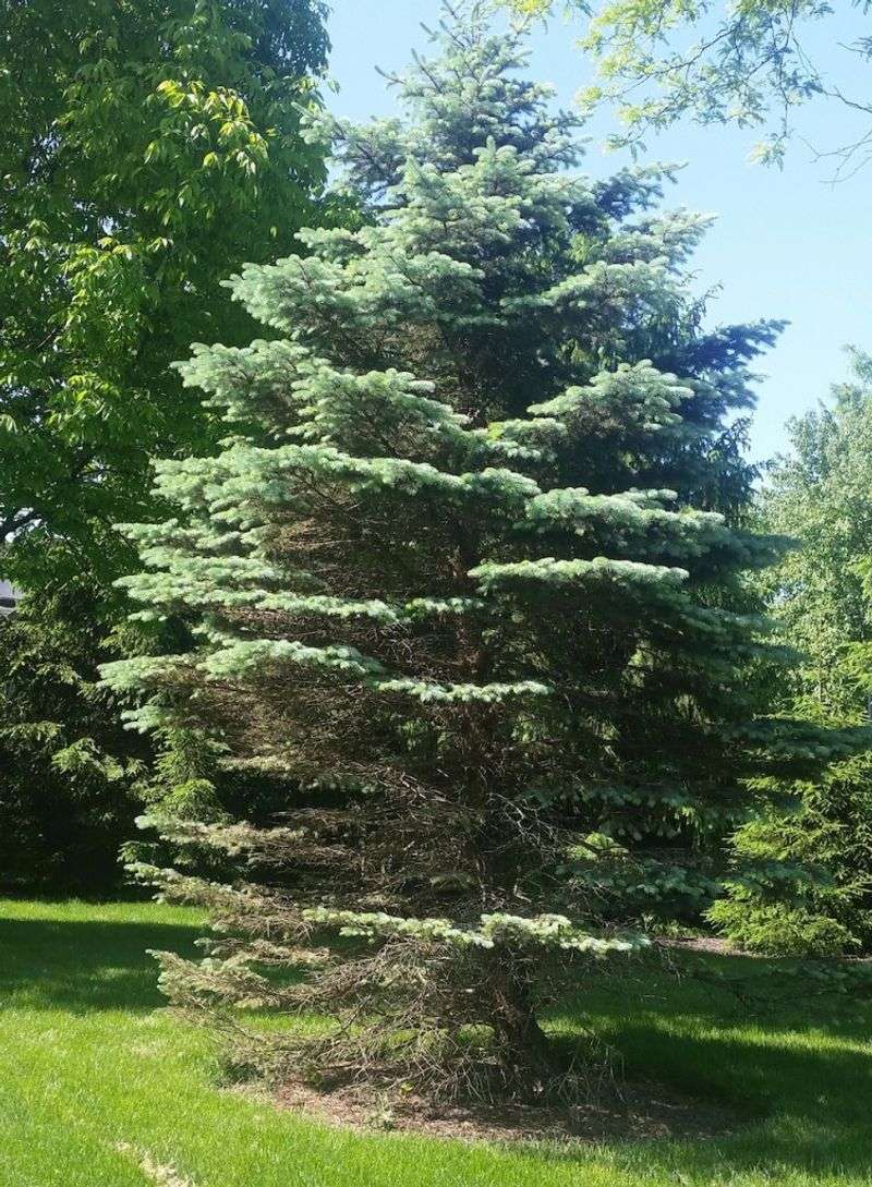 Colorado Blue Spruce Struggles With Disease In Humid Summers