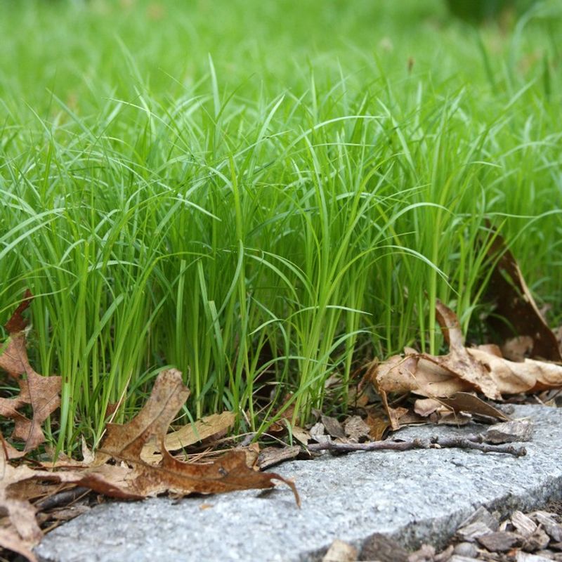 Native Sedges (Carex Species)