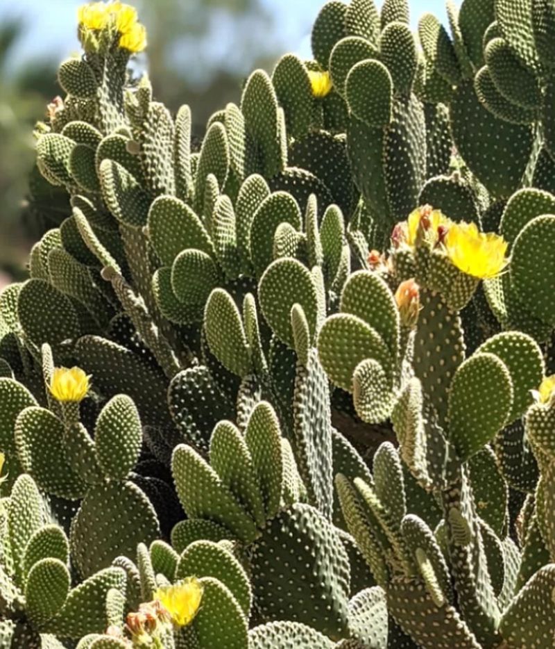 Bunny Ears Cactus Forms Playful Paddle Shapes