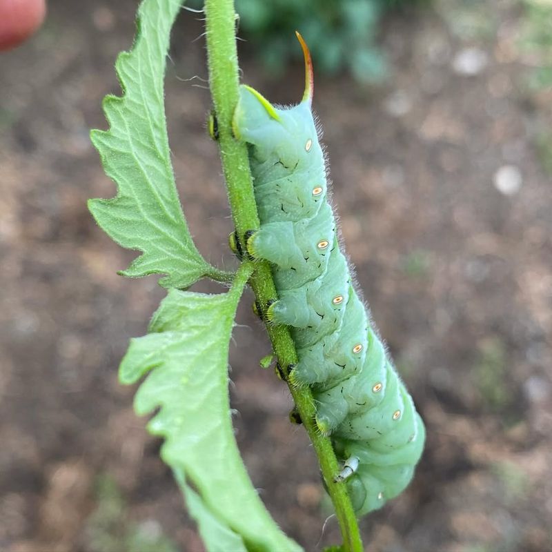 Tomato Hornworm And Their Hungry Appetite