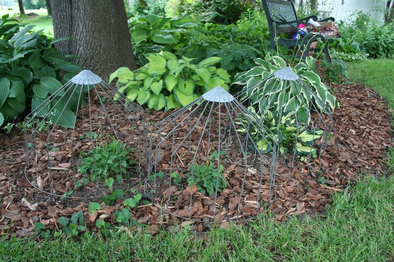 Plant Placement Can Reduce Damage