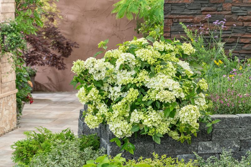 Rich Soil Helps Cascade Hydrangeas Bloom Better