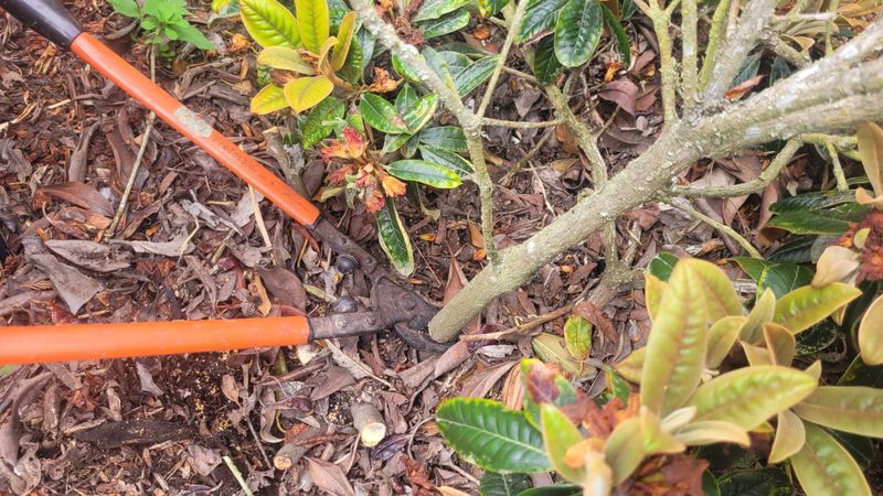 What To Do When Spring Reveals Frost Damage