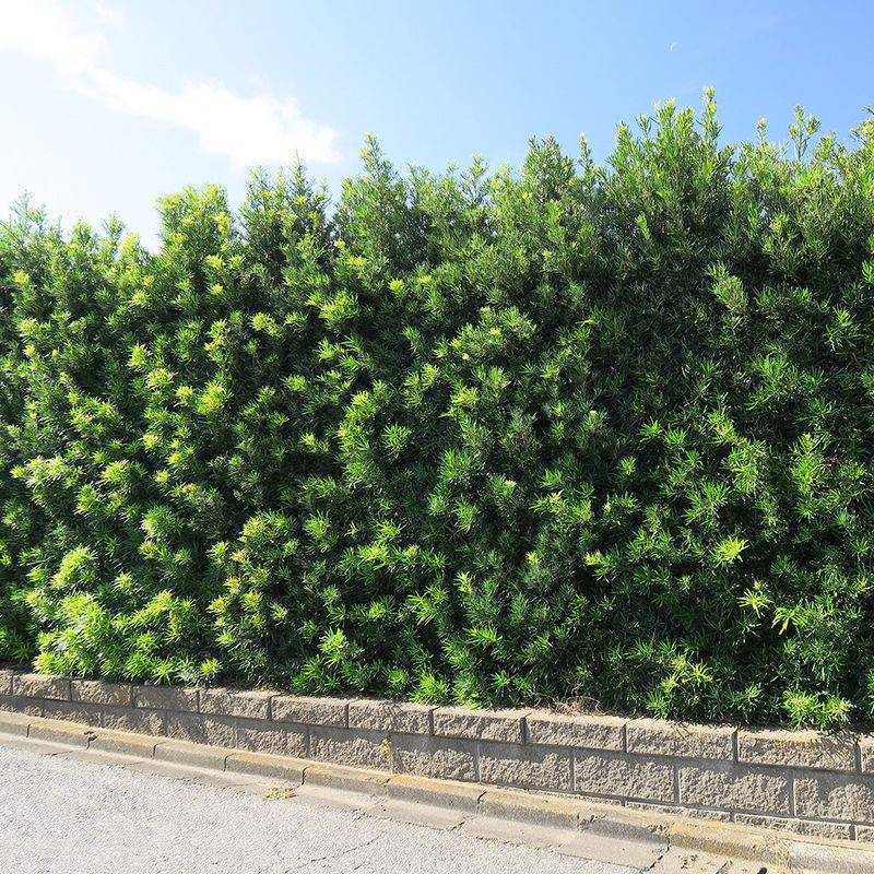 Podocarpus Builds A Tall Elegant Green Privacy Wall