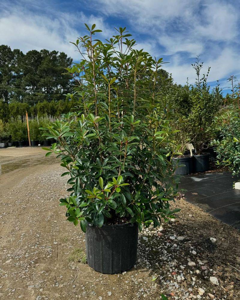 Cleyera For Year-Round Evergreen Privacy