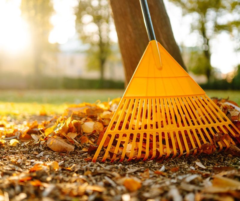 Rake Winter Debris Off Lawns And Garden Beds