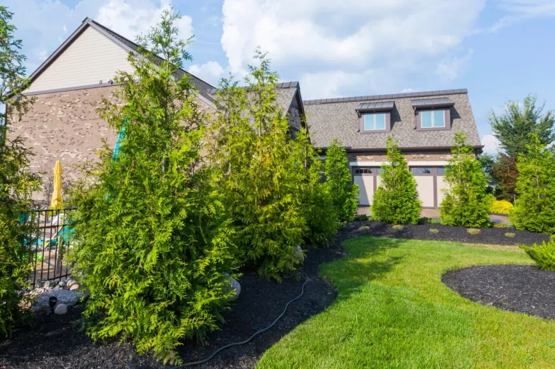 Know Which Evergreens Bounce Back And Which Do Not