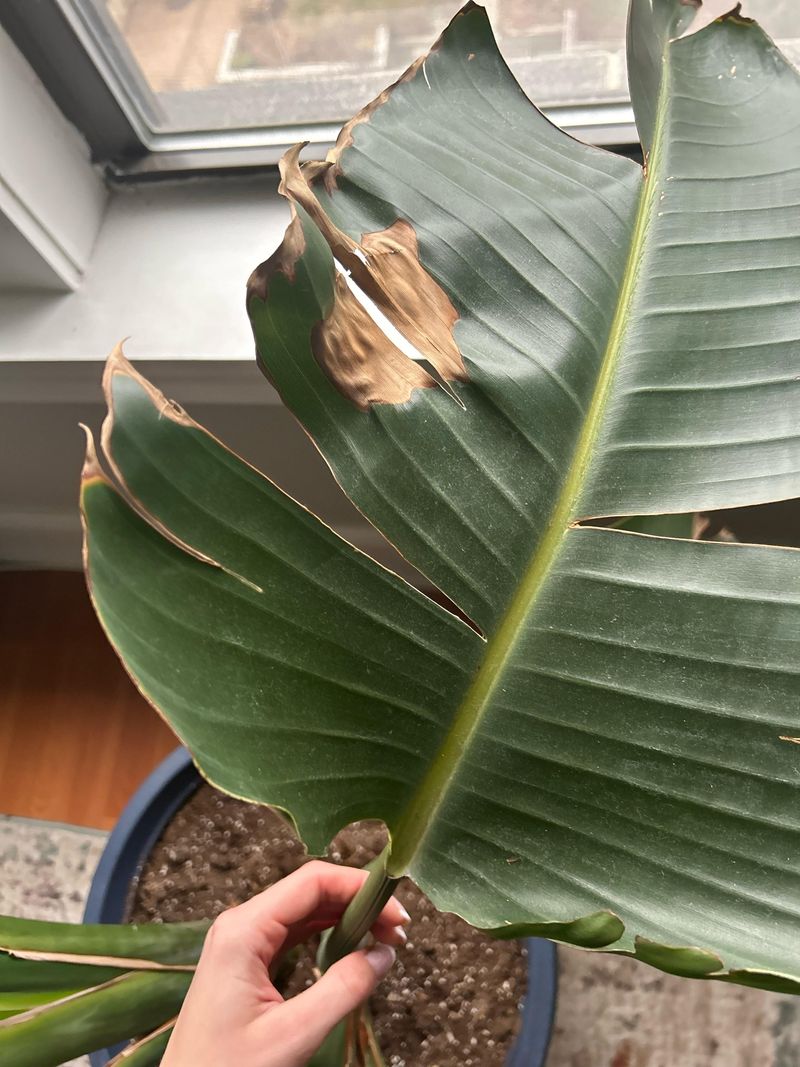 Remove Old Leaves At The Base