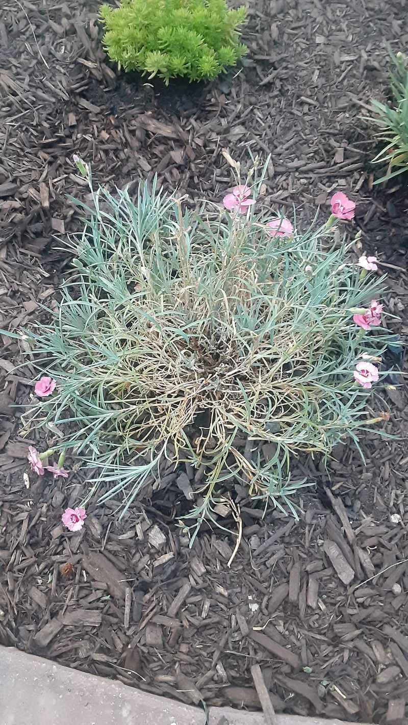 Avoid Dianthus Once Days Turn Hot