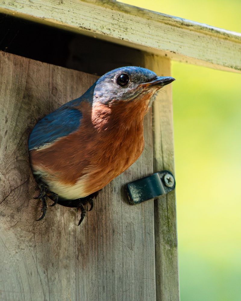 Make Your Yard Safer By Blocking Predators And Nest Raids