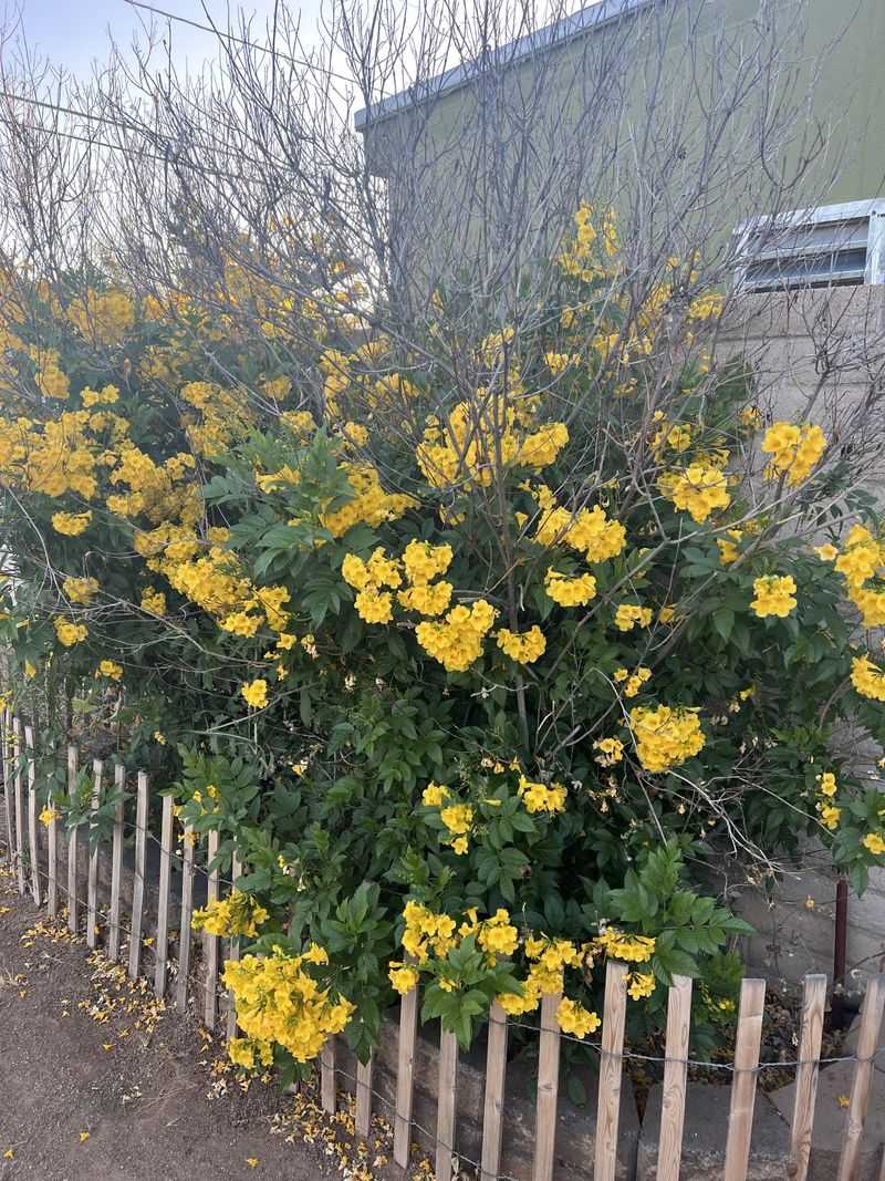 Start Pruning Only After Frost Risk Fully Passes