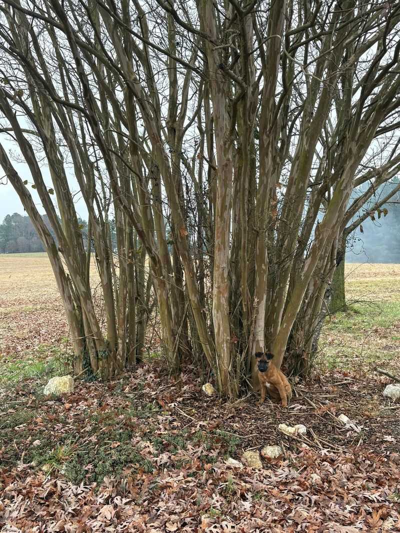 Clear Out Problem Branches For A Healthier Tree