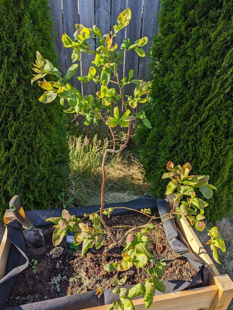 Not Adjusting Soil For Acid-Loving Plants