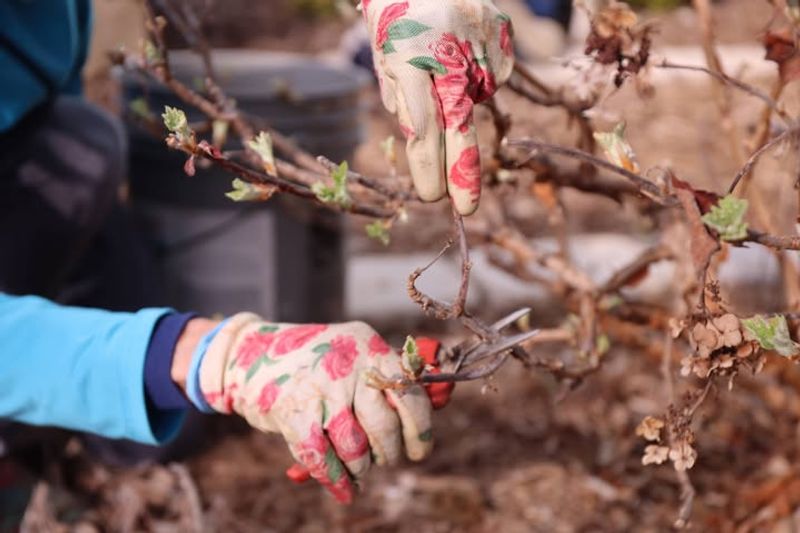 Pruning Shrubs And Trees At The Wrong Time