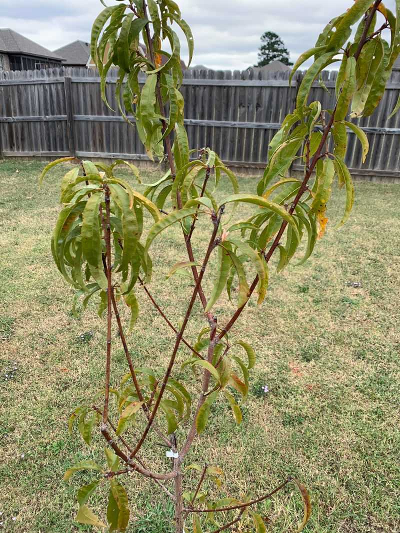 Overwatering Trees In Heavy Georgia Soil
