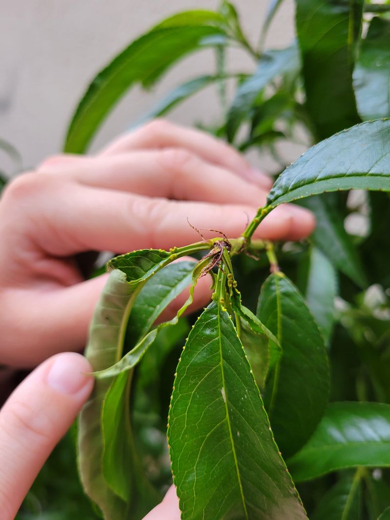 Ignoring Pests And Sneaky Diseases