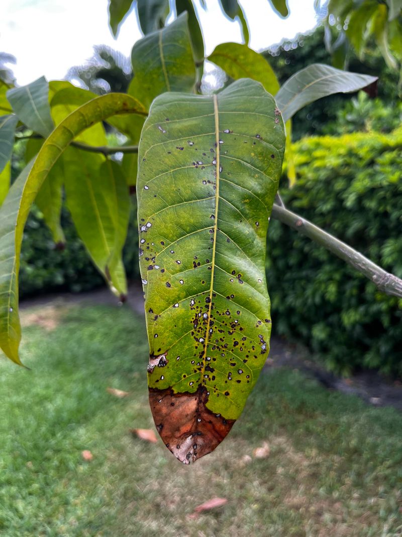 Neglecting Pest And Disease Monitoring