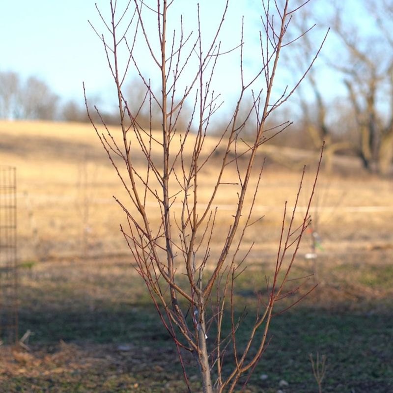 Pruning At The Wrong Time Reduces Next Season's Growth
