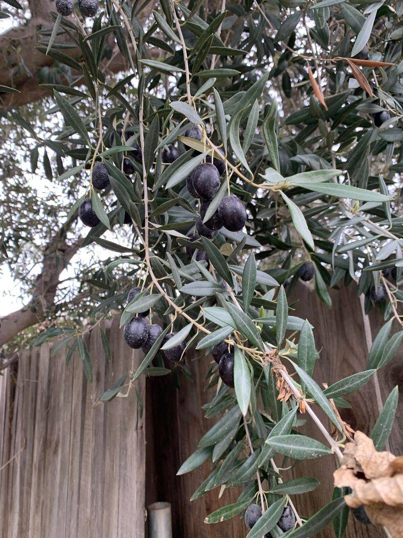 Picking A Fruiting Olive When You Wanted Low Mess